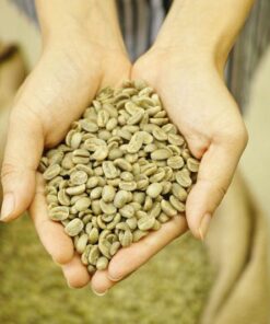 CÀ PHÊ NHÂN SỐNG ARABICA
