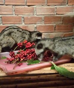 CÀ PHÊ CHỒN NHÂN XANH ĐẶC BIỆT - Ảnh 5